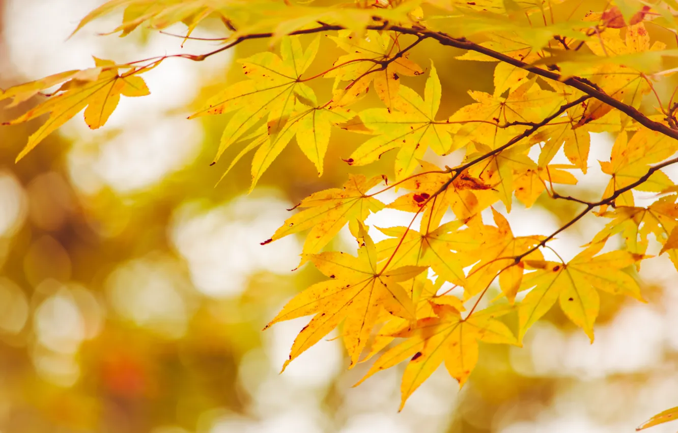 Photo wallpaper autumn, leaves, tree, colorful, maple, autumn, leaves, maple