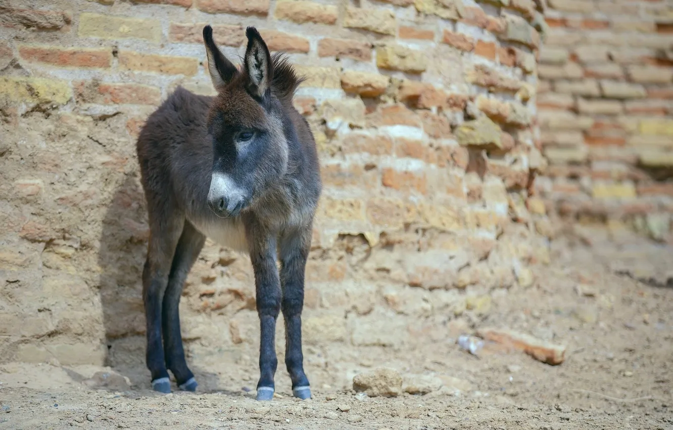 Photo wallpaper small, brick wall, donkey
