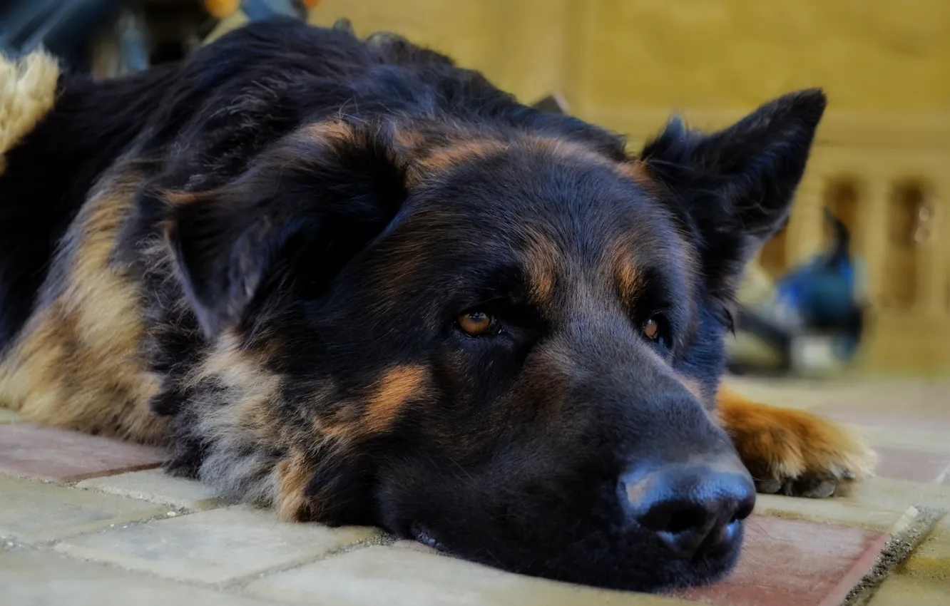Photo wallpaper resting, dog, Bosya