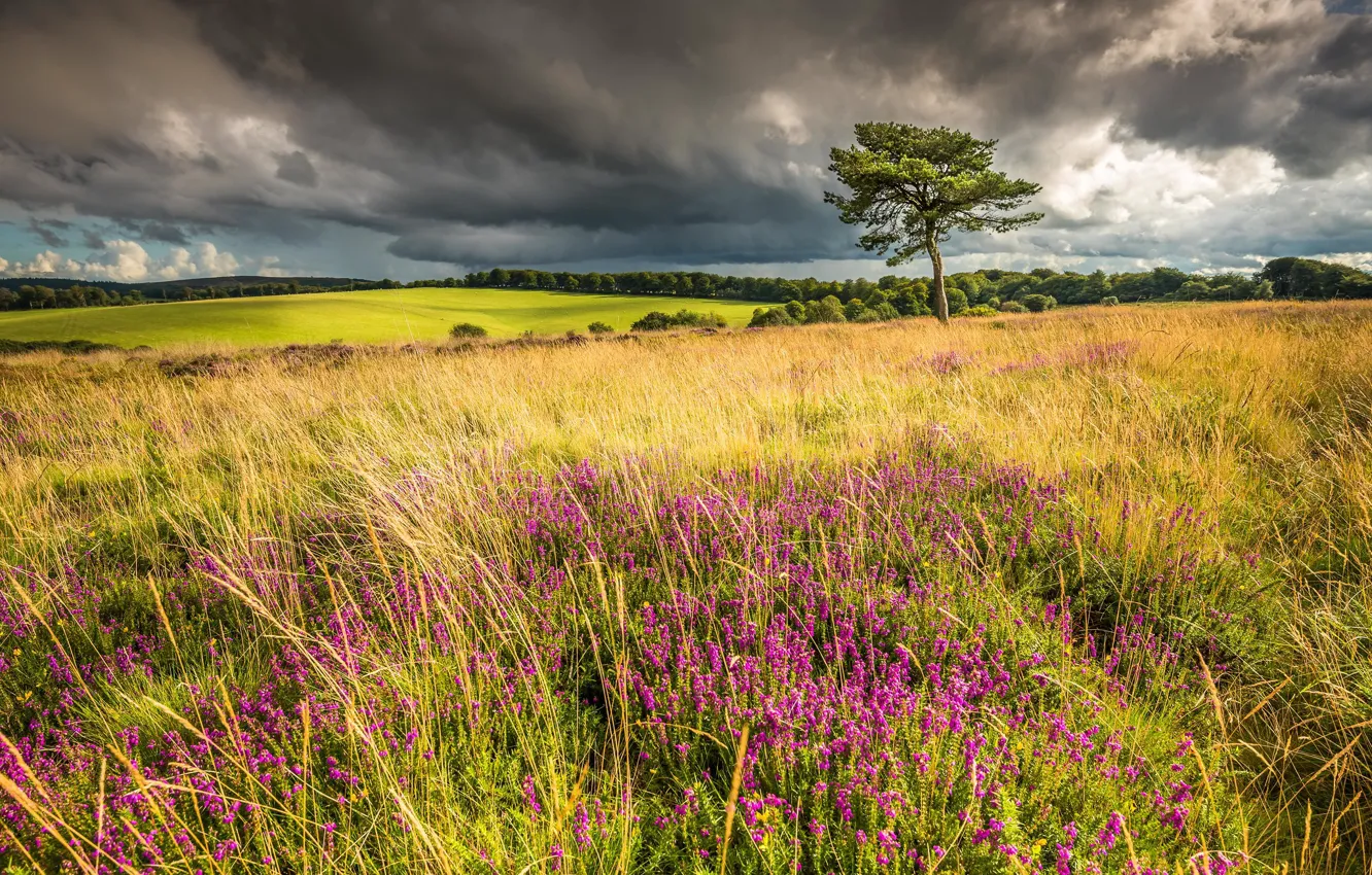 Photo wallpaper field, summer, trees