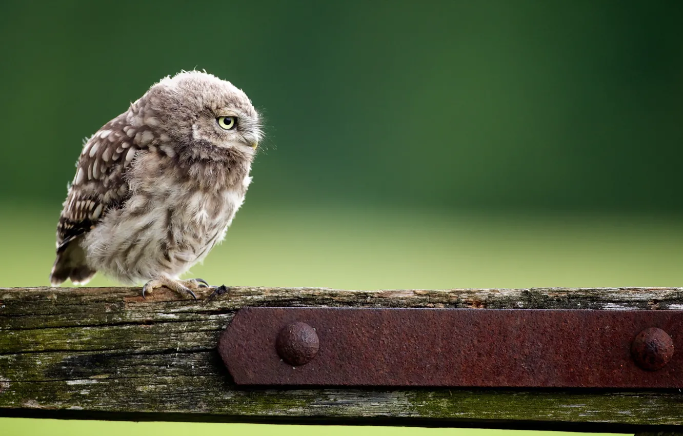 Photo wallpaper background, owl, bird
