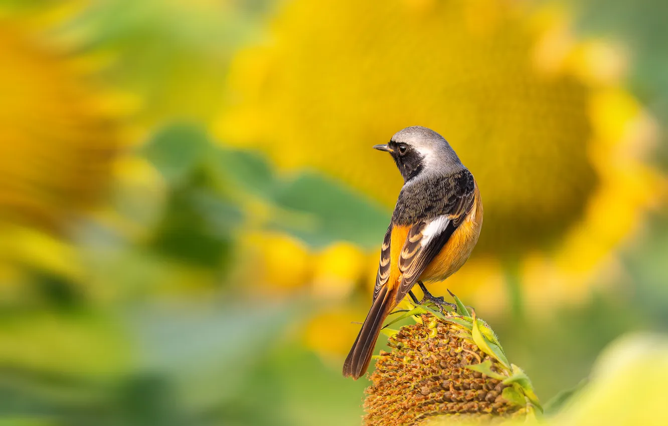 Photo wallpaper summer, sunflowers, bird, yellow background, bokeh, Redstart