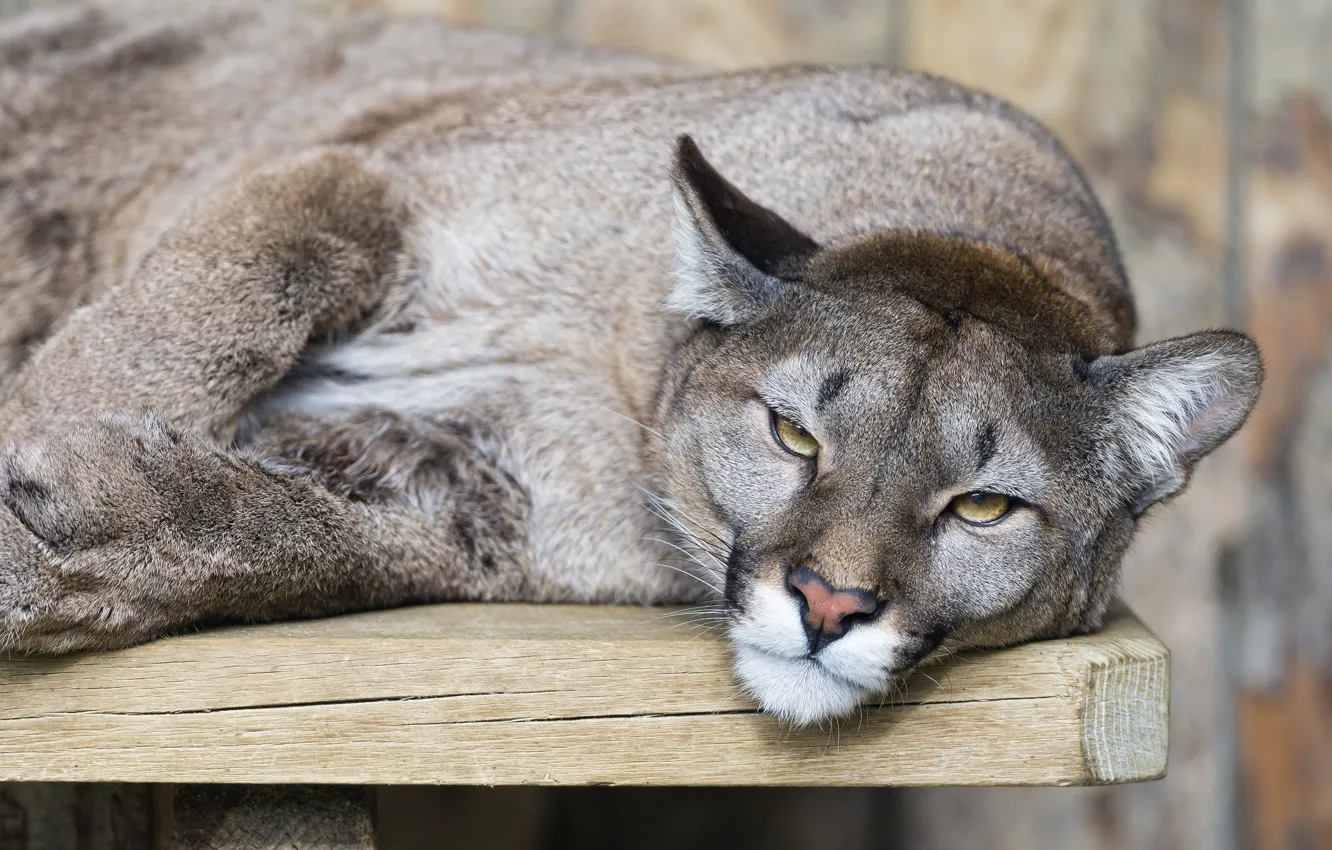 Photo wallpaper cat, look, Puma, mountain lion, Cougar, ©Tambako The Jaguar