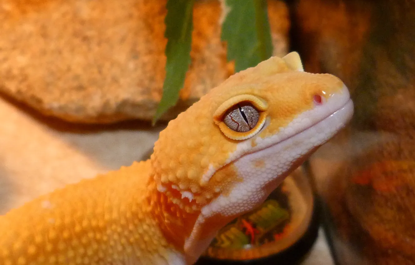 Photo wallpaper yellow, lizard, reptile, gecko, fuana