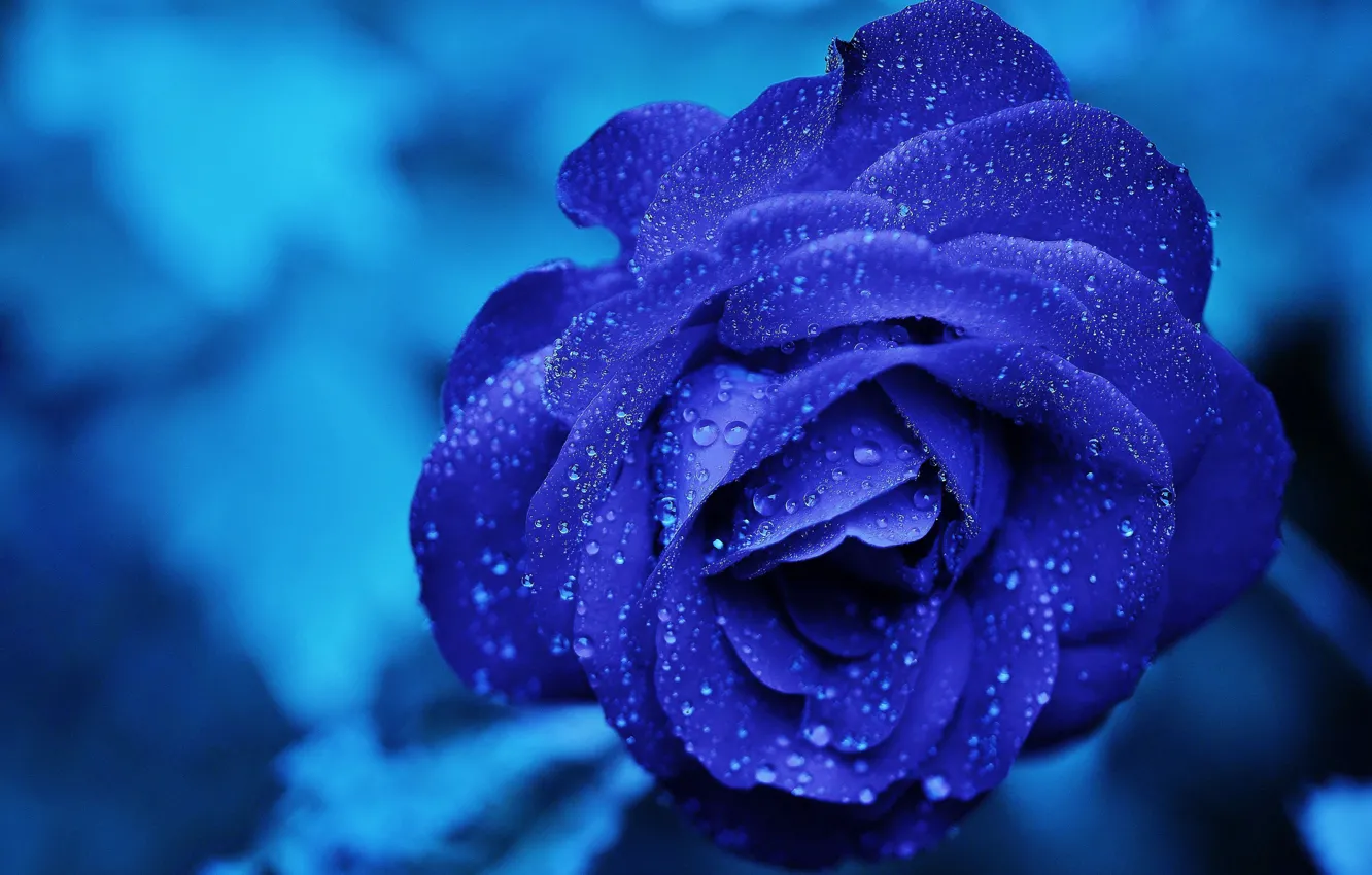 Photo wallpaper drops, macro, rose, blue, Blue, Roses, Drops