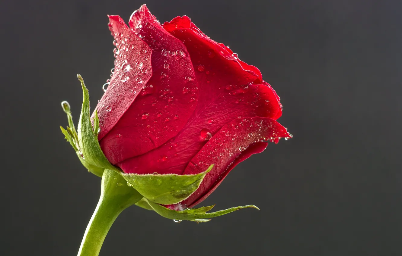 Photo wallpaper flower, Rosa, Rose