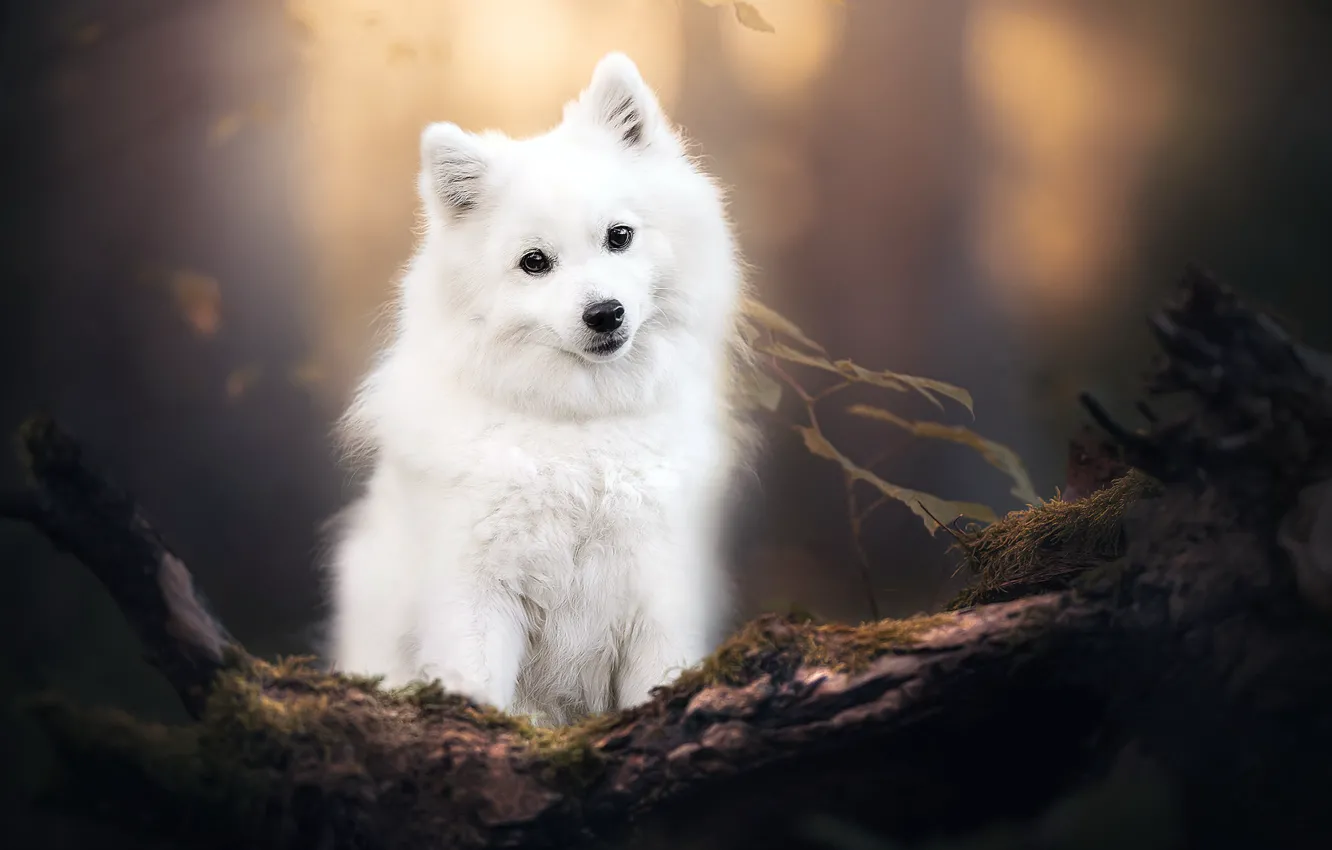Photo wallpaper nature, each, dog