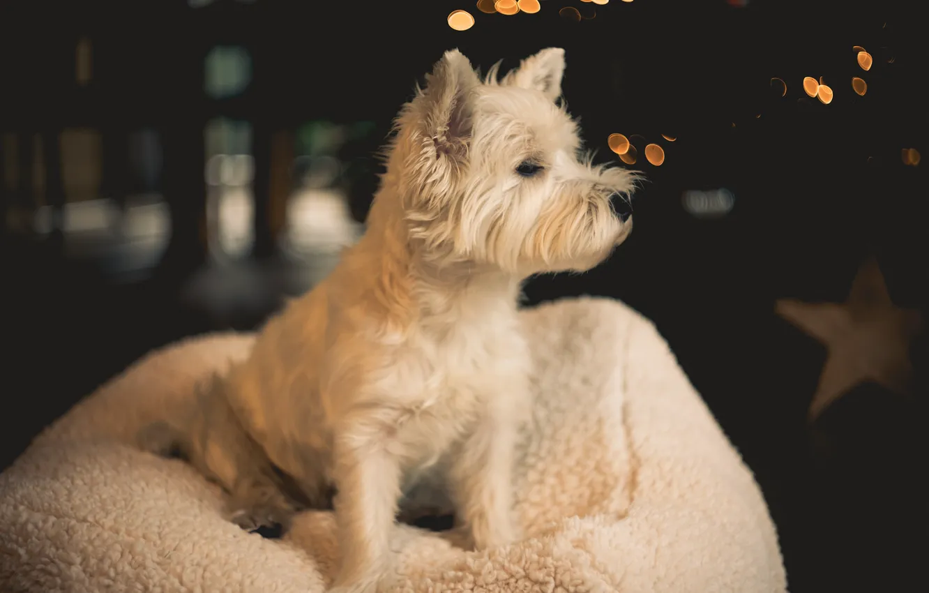 Photo wallpaper background, dog, wool