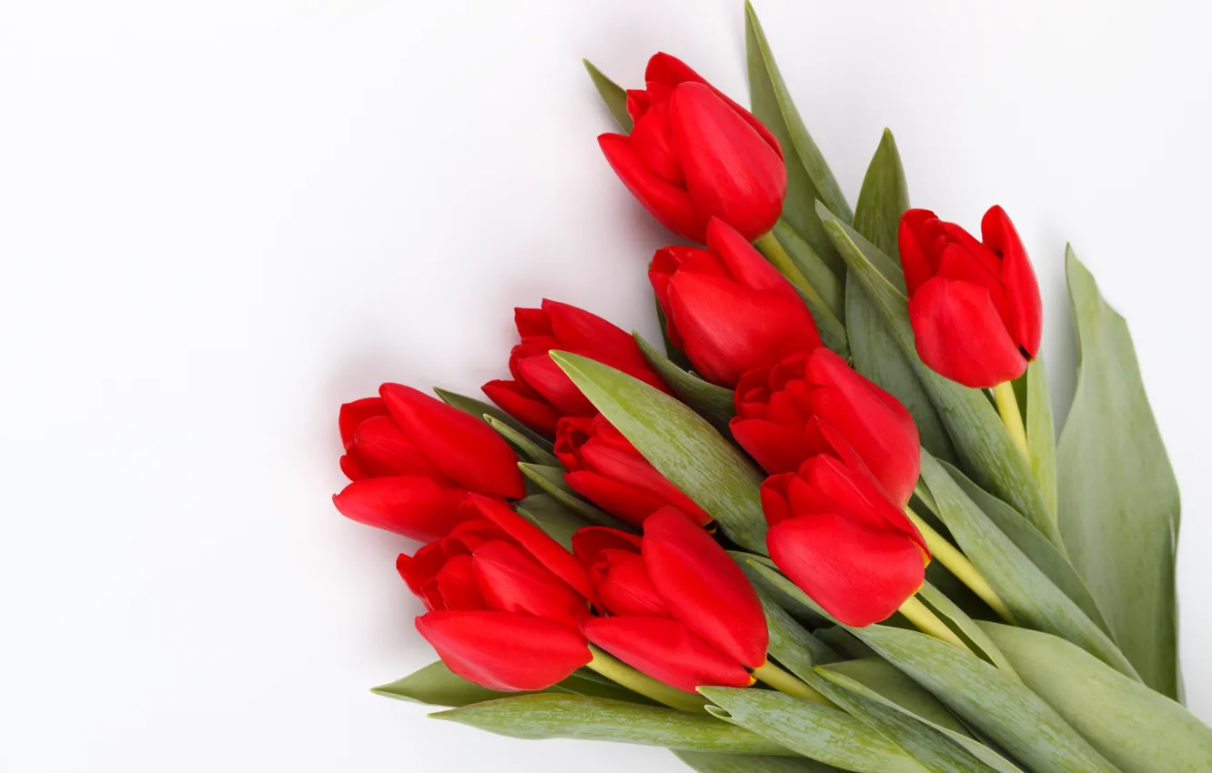 Photo wallpaper flowers, bouquet, tulips, red, red, fresh, flowers, tulips