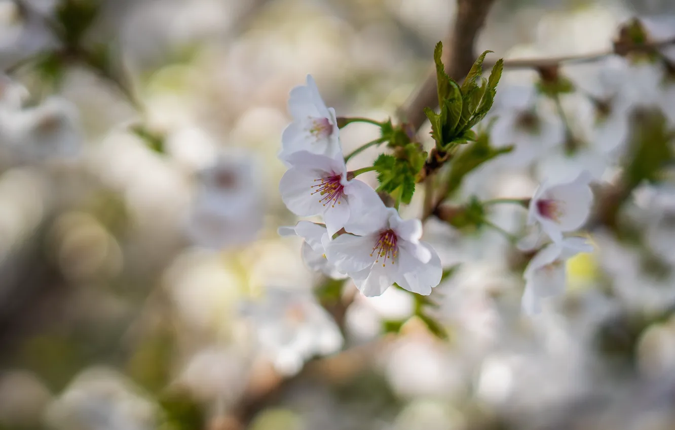 Photo wallpaper flowers, branches, background, spring, white, Apple, flowering, bokeh