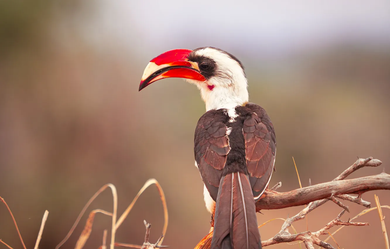 Photo wallpaper branches, background, bird, Hornbill, red beak