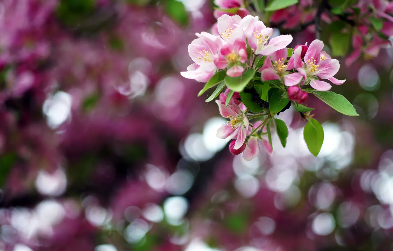 Photo wallpaper flowers, color, branch, spring, may, Apple, bokeh