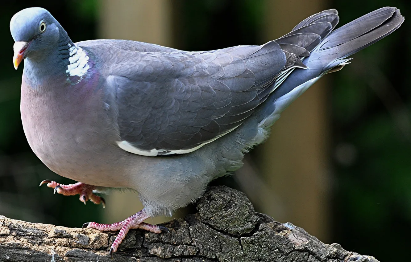 Photo wallpaper bird, beak, pigeons, tail, Wood pigeon