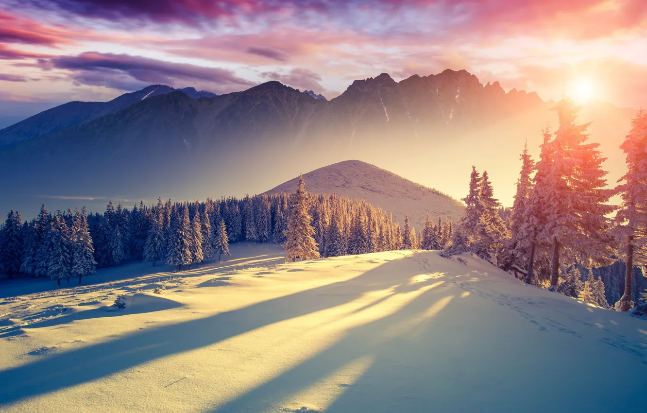 Photo wallpaper cold, winter, the sky, the sun, clouds, light, snow, trees
