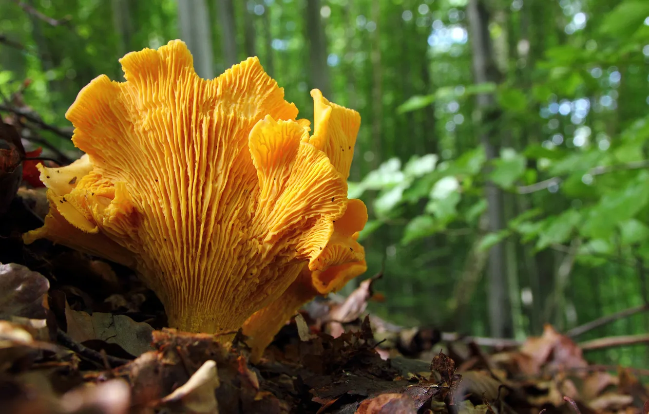 Photo wallpaper greens, forest, leaves, earth, mushrooms, Dry