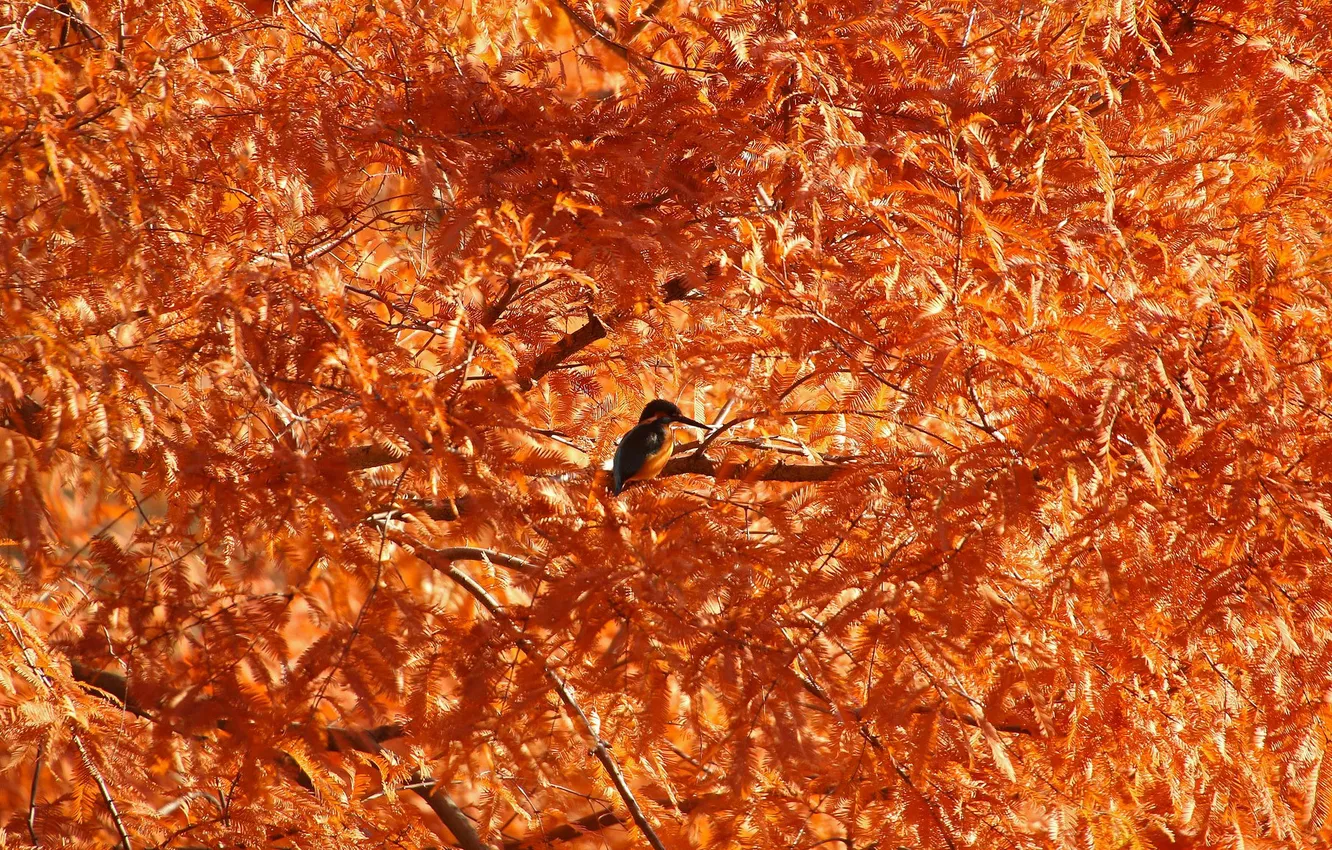 Photo wallpaper leaves, branches, tree, bird, spring