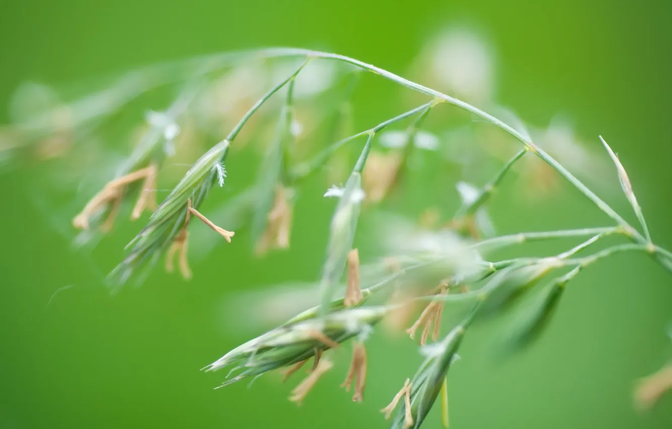 Photo wallpaper grass, macro, nature