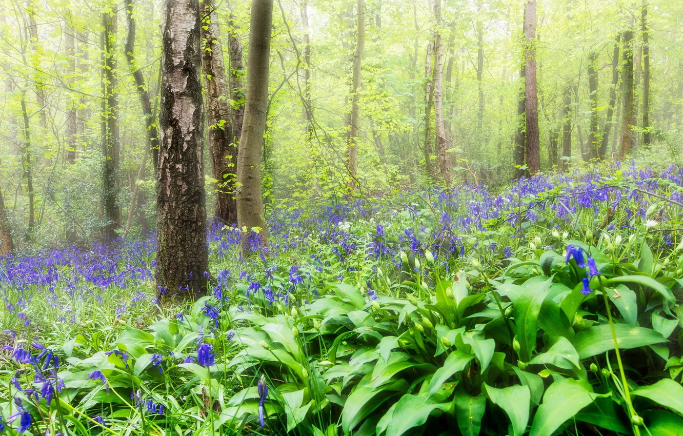 Photo wallpaper forest, grass, flowers, spring
