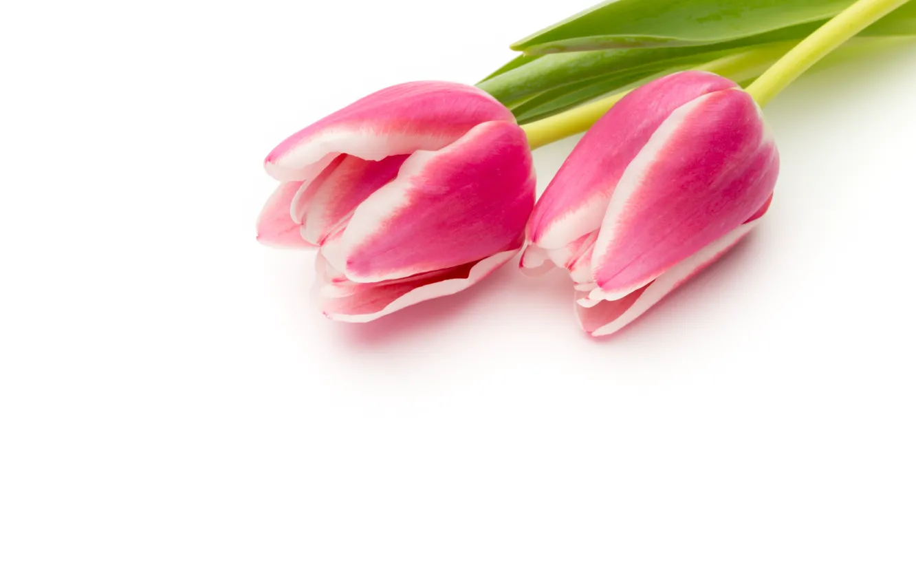 Photo wallpaper flowers, bouquet, fresh, pink, flowers, beautiful, tulips, pink tulips