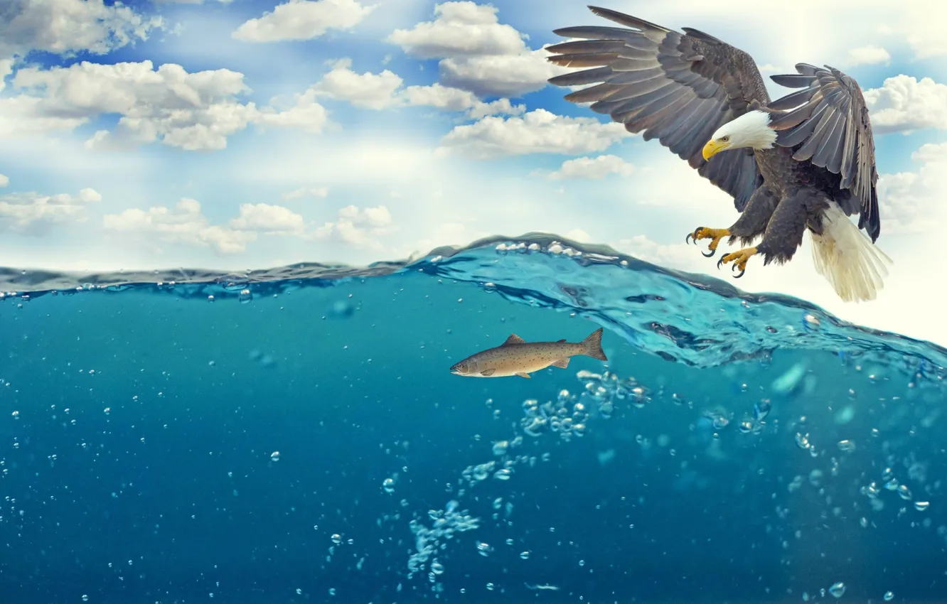 Photo wallpaper fish, pond, bald eagle
