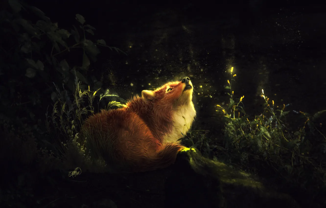 Photo wallpaper nature, fireflies, Fox, by Amphispiza