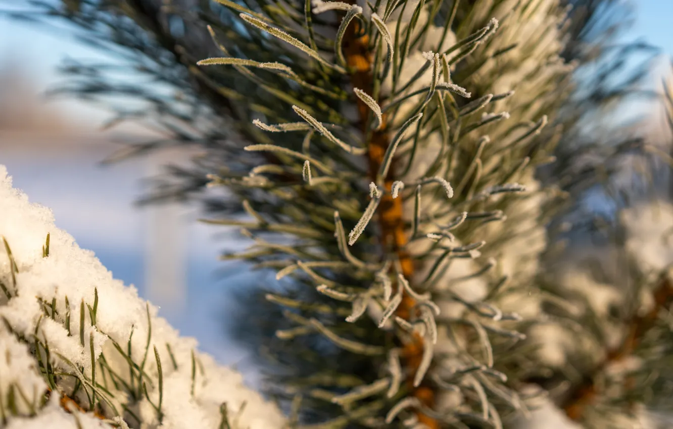 Photo wallpaper winter, frost, macro, snow, needles, tree