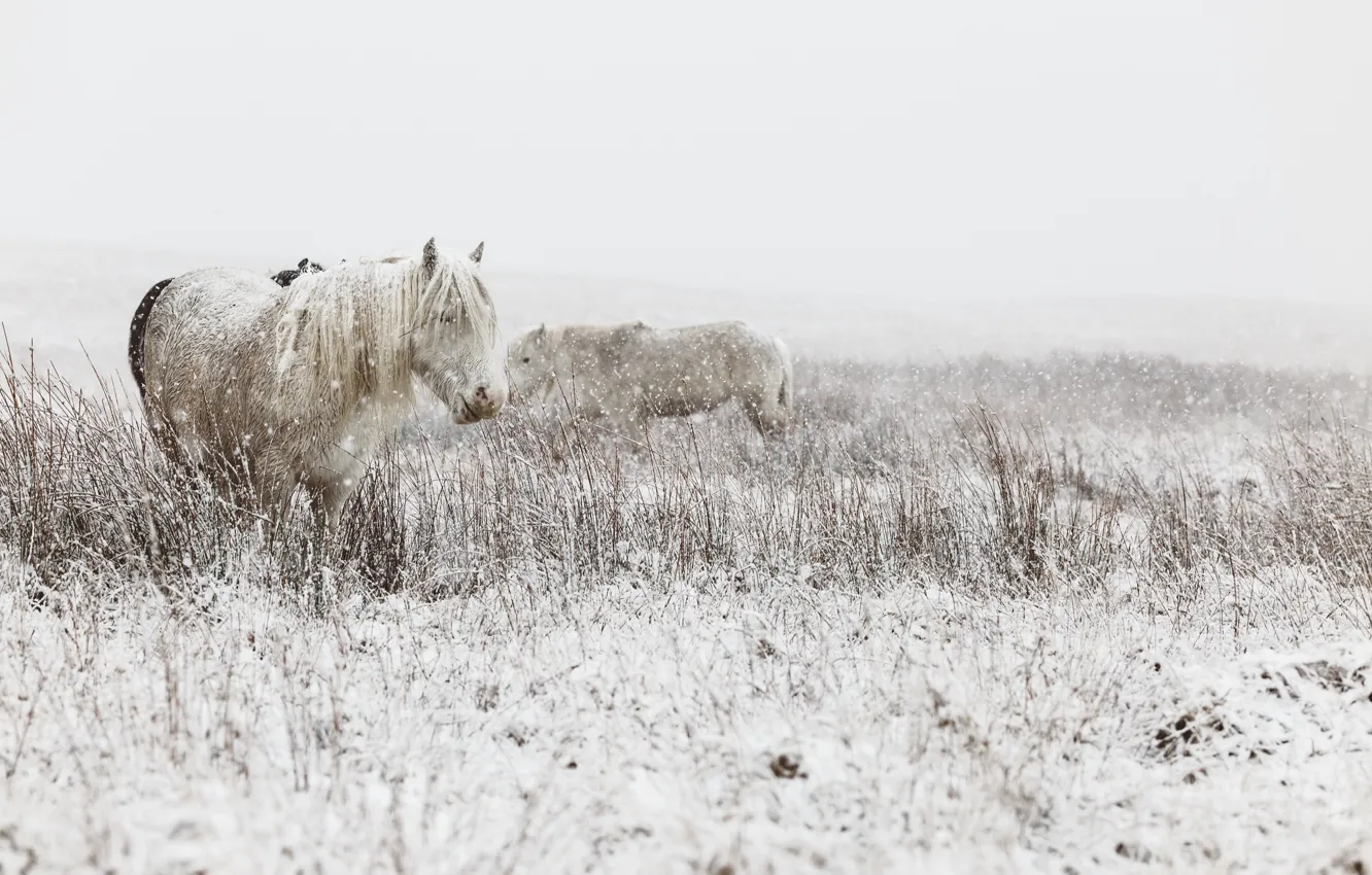 Photo wallpaper winter, snow, horses