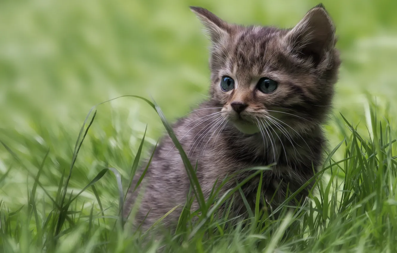 Photo wallpaper grass, kitty, wild cat, forest cat