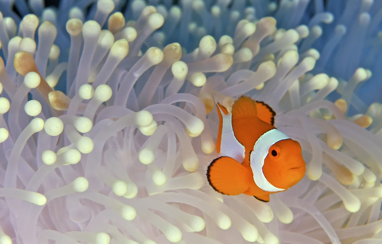 Photo wallpaper algae, the ocean, the bottom, fish, clown, fish, Nemo