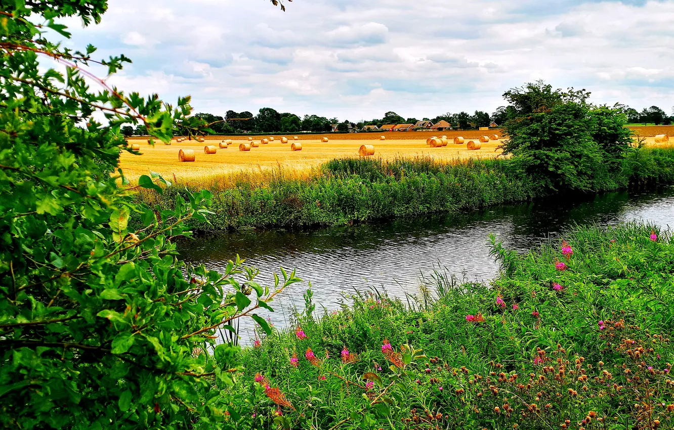 Photo wallpaper field, forest, the sky, grass, clouds, trees, landscape, flowers