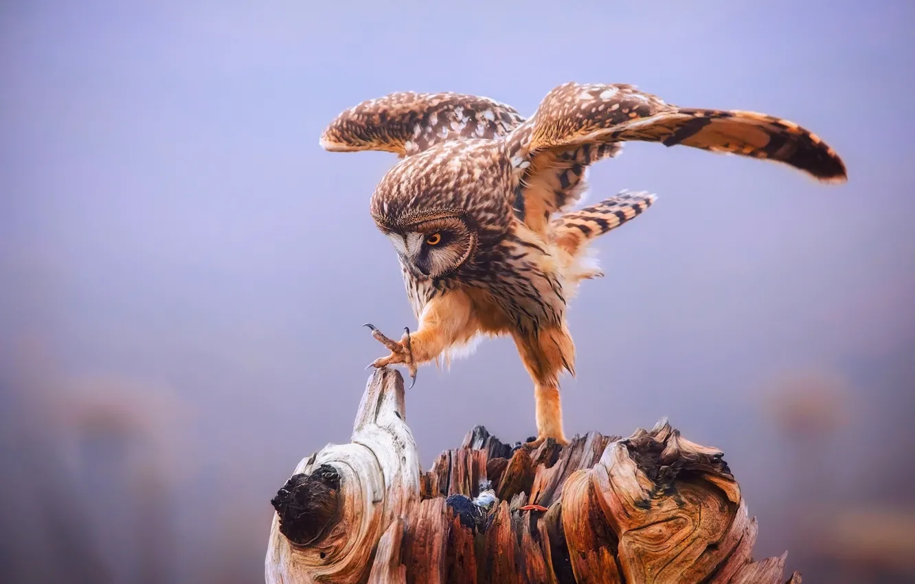 Photo wallpaper background, owl, bird, wings, paws, claws