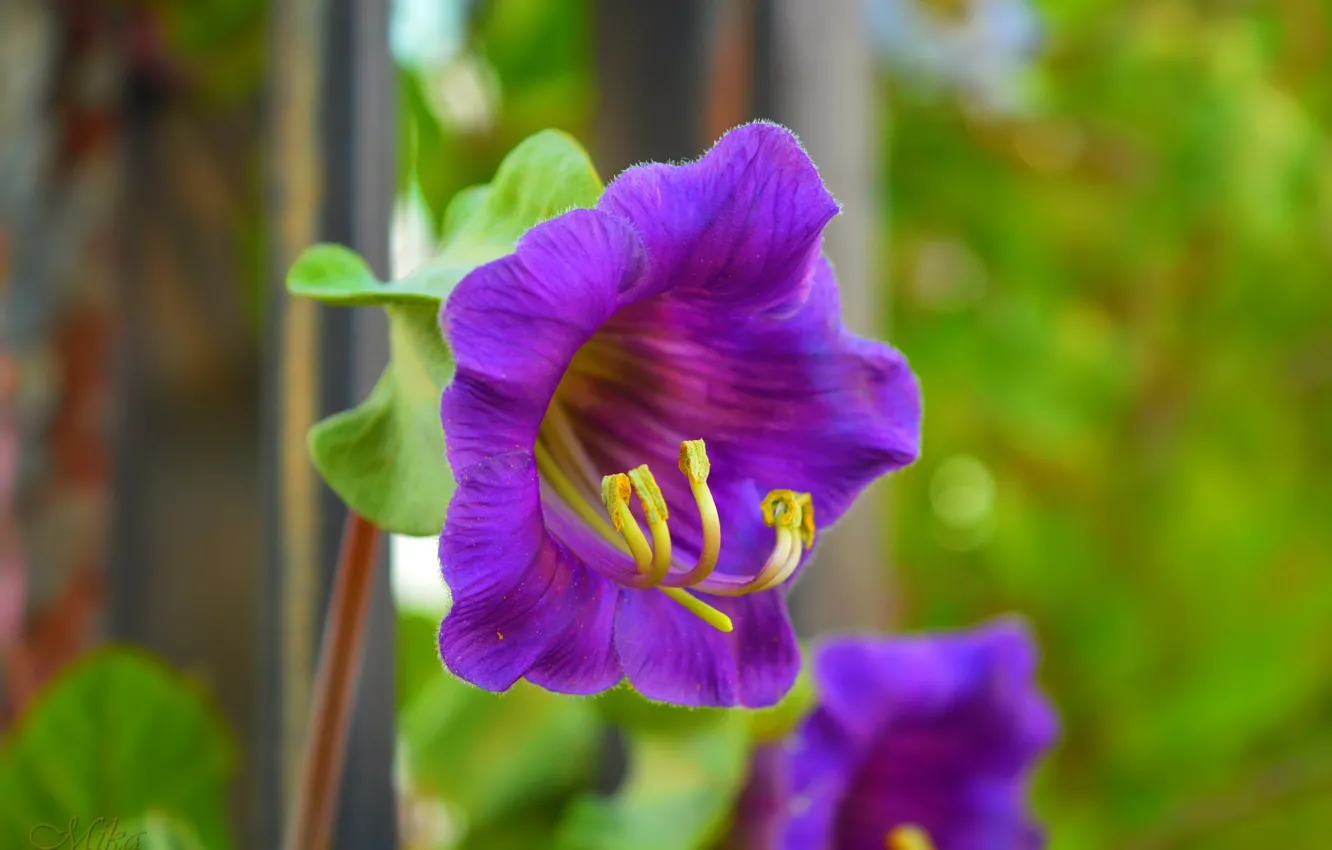 Photo wallpaper flowers, Purple flowers, Purple flowers