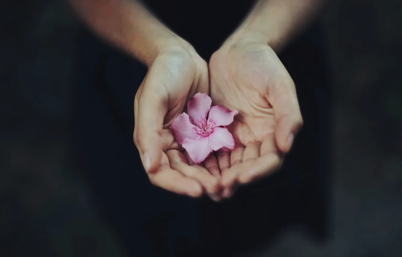 Photo wallpaper flower, hands, petals