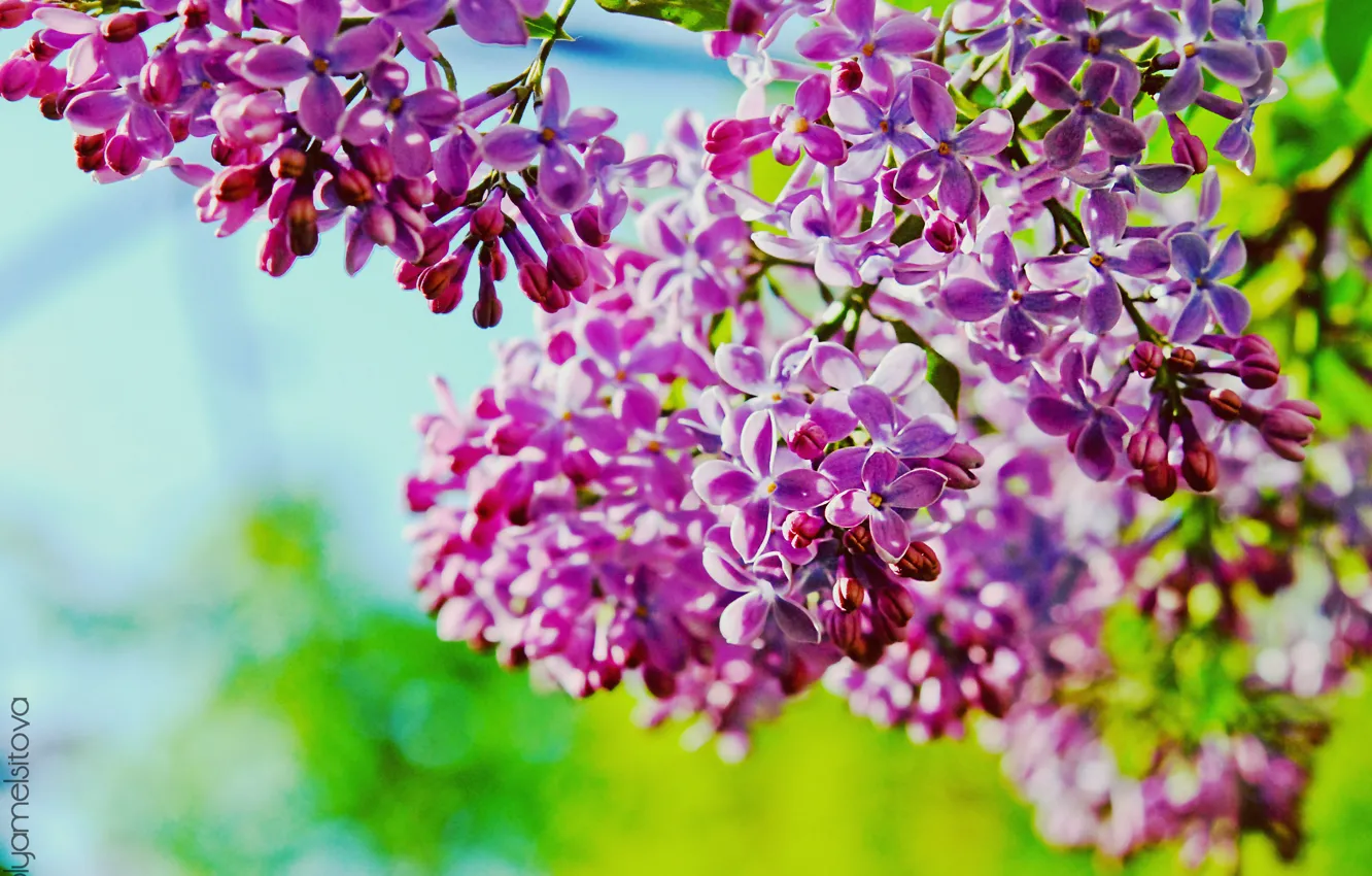 Photo wallpaper lilac, branch, lilac