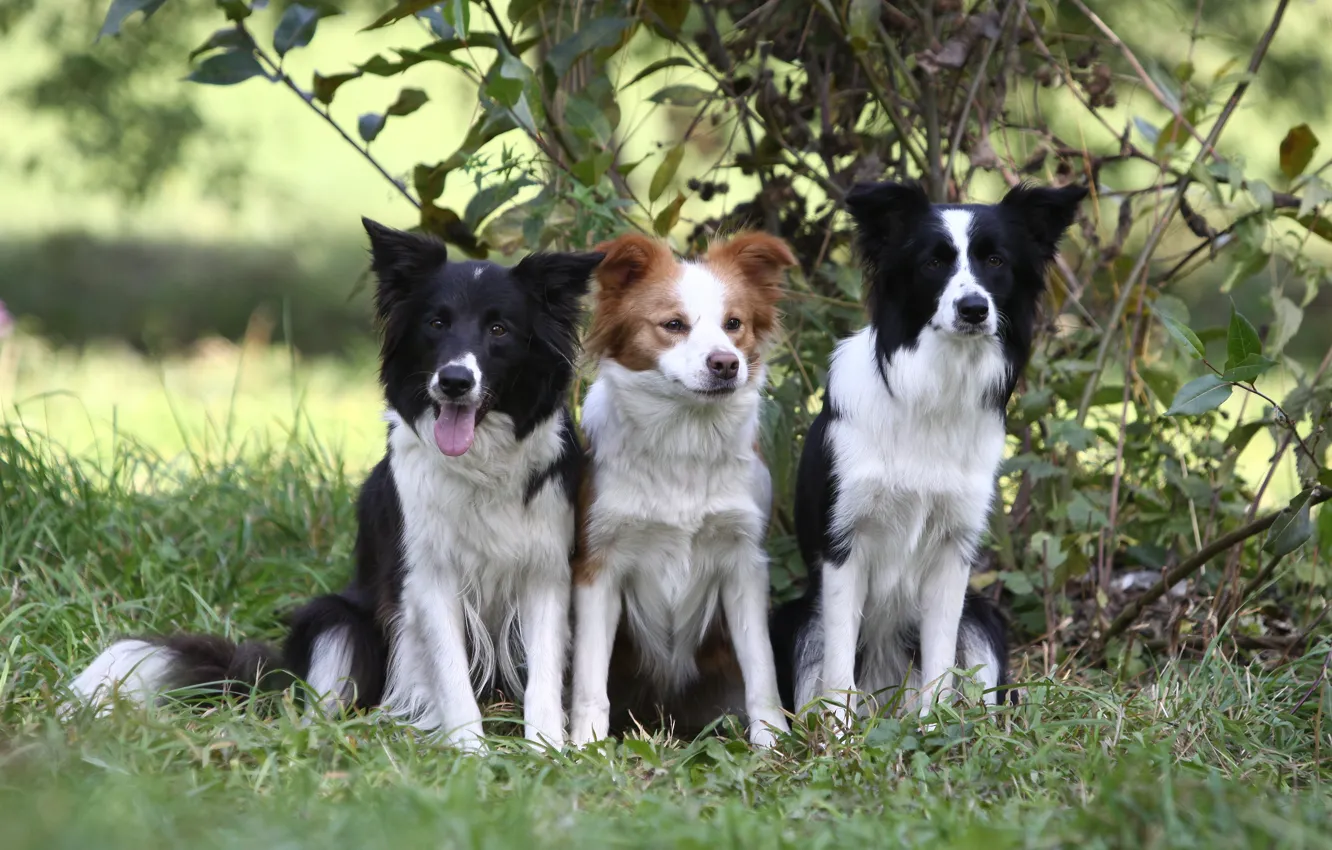 Photo wallpaper dog, puppy, the border collie