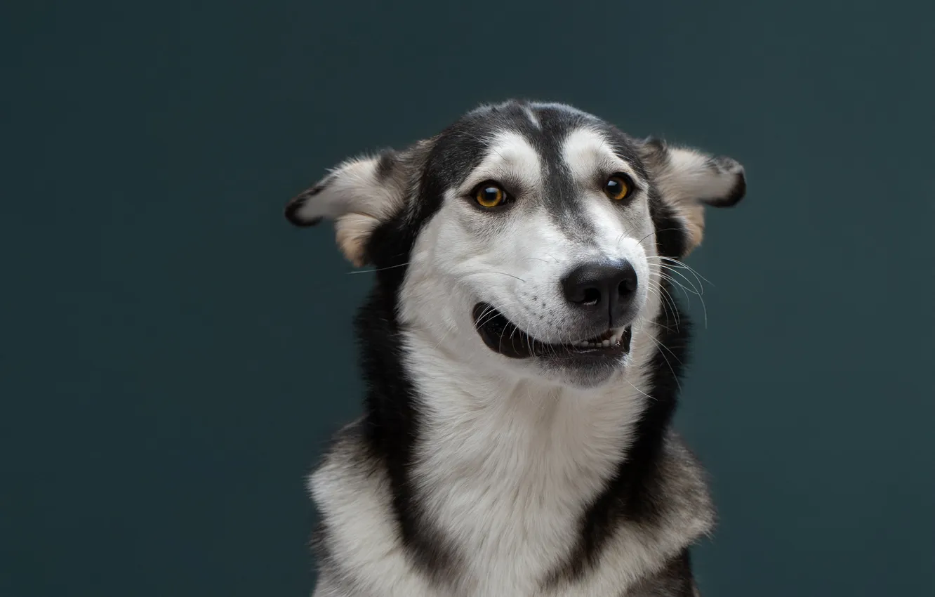 Photo wallpaper face, background, portrait, dog, grimace, Svetlana Pisareva