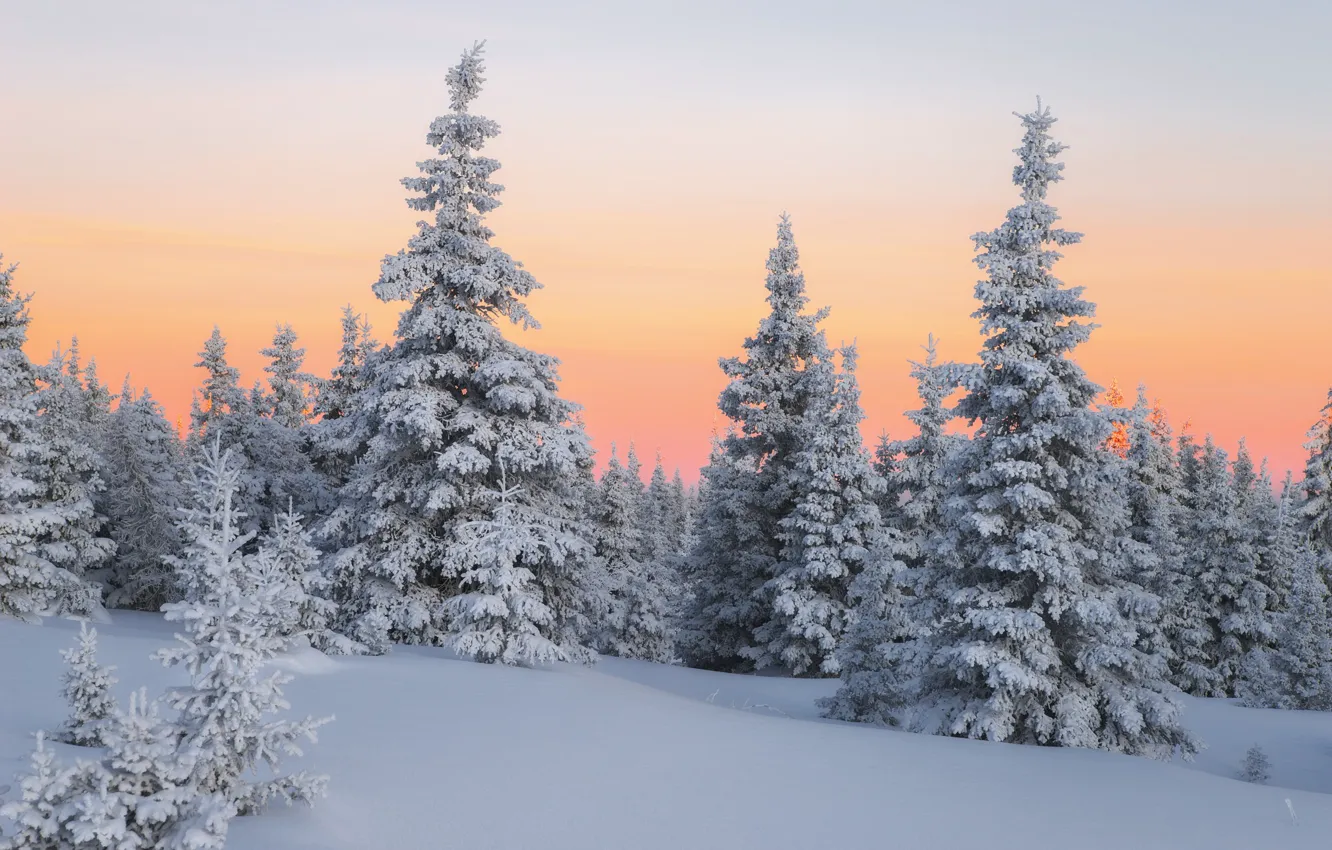 Photo wallpaper winter, forest, snow, trees, ate