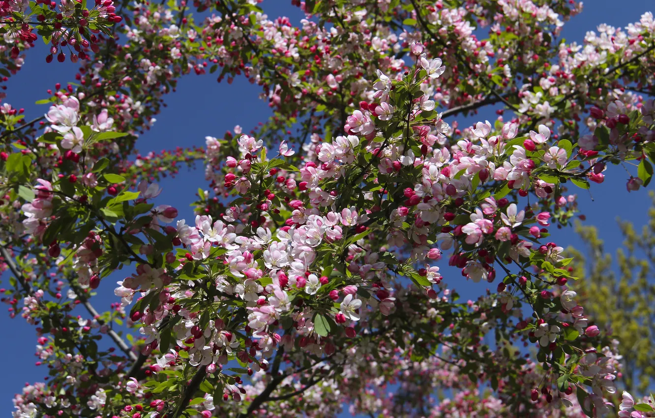 Photo wallpaper macro, branches, tree, spring, flowering