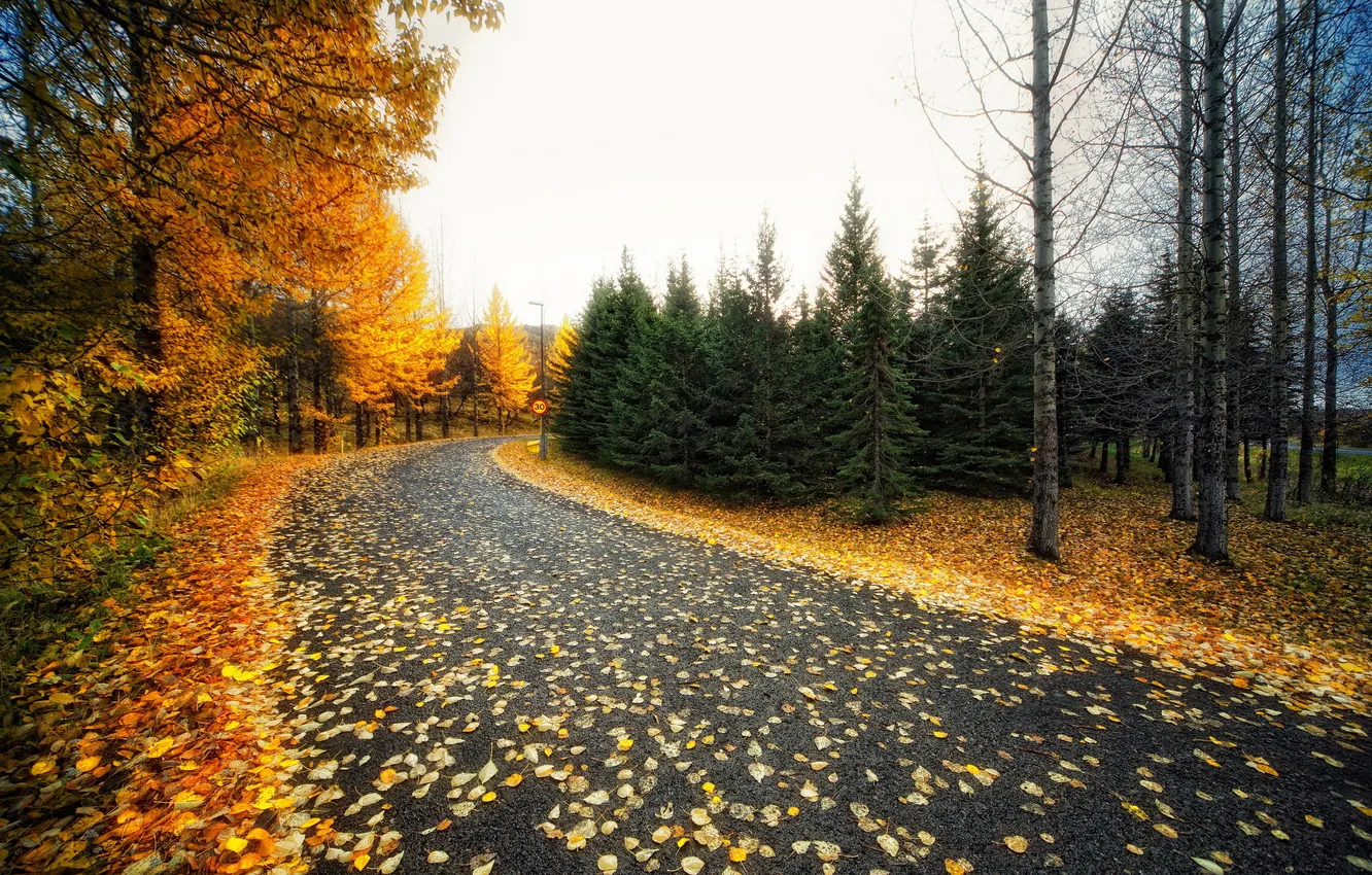 Photo wallpaper road, autumn, leaves
