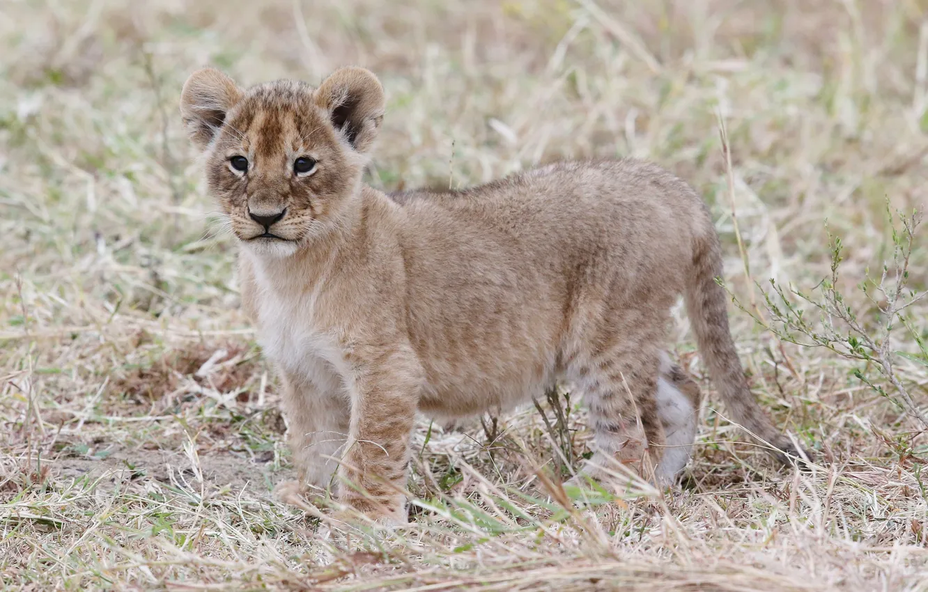 Photo wallpaper cat, grass, cub, kitty, lion
