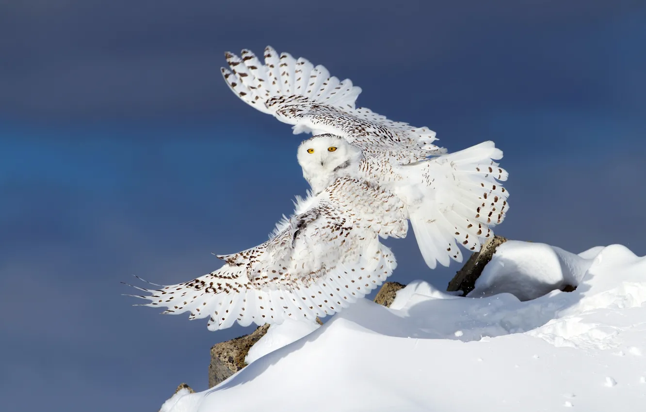 Photo wallpaper winter, snow, owl, wings, snowy owl, white owl