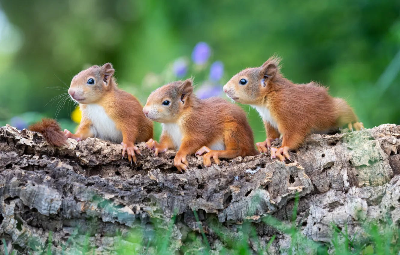 Photo wallpaper nature, pose, protein, rodent, proteins, brood, squirrel