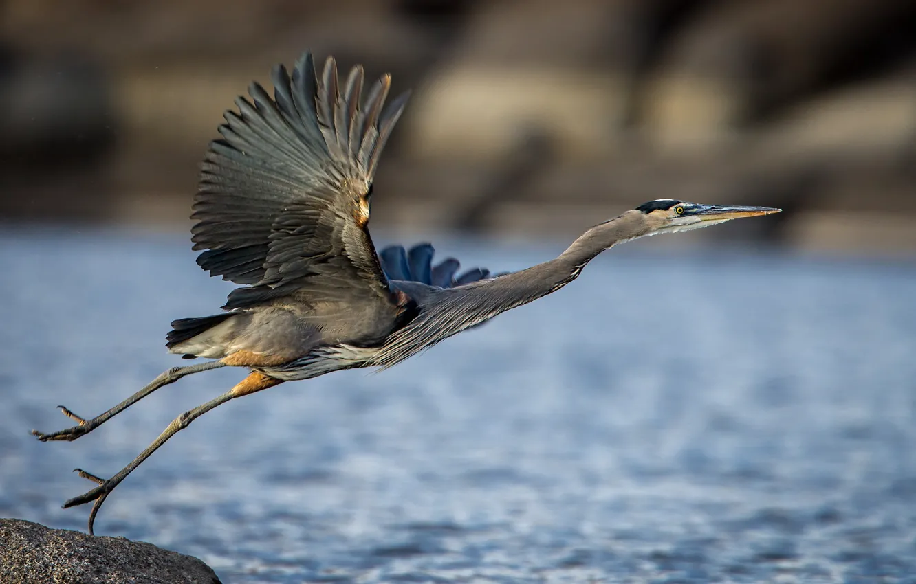 Photo wallpaper water, bird, wings, beak, Great blue Heron