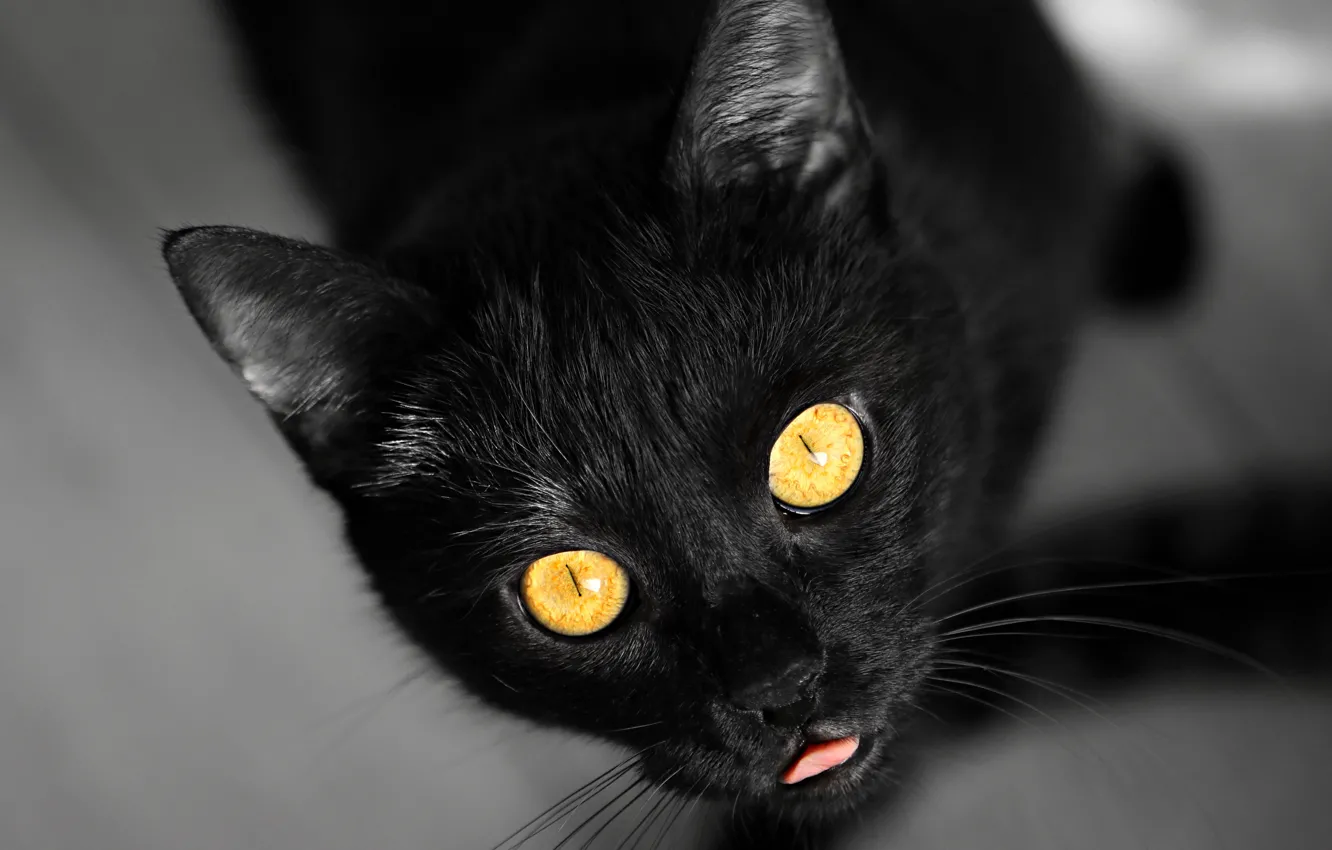 Photo wallpaper language, cat, cat, face, black, portrait, floor, grey background
