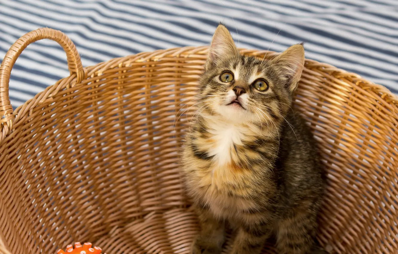 Photo wallpaper cat, look, strips, pose, kitty, grey, basket, face