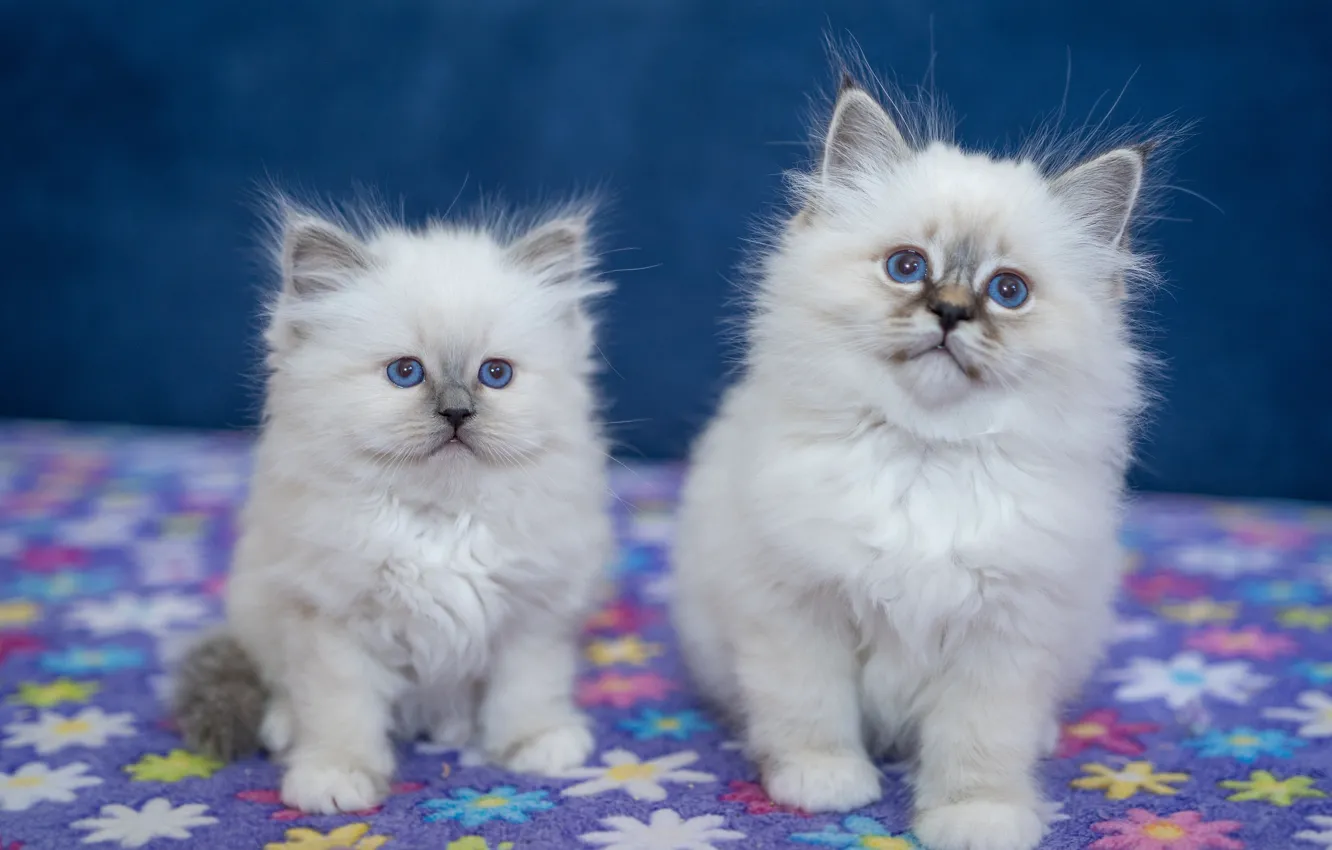 Photo wallpaper cat, look, pose, baby, white, kitty, blue eyes, face