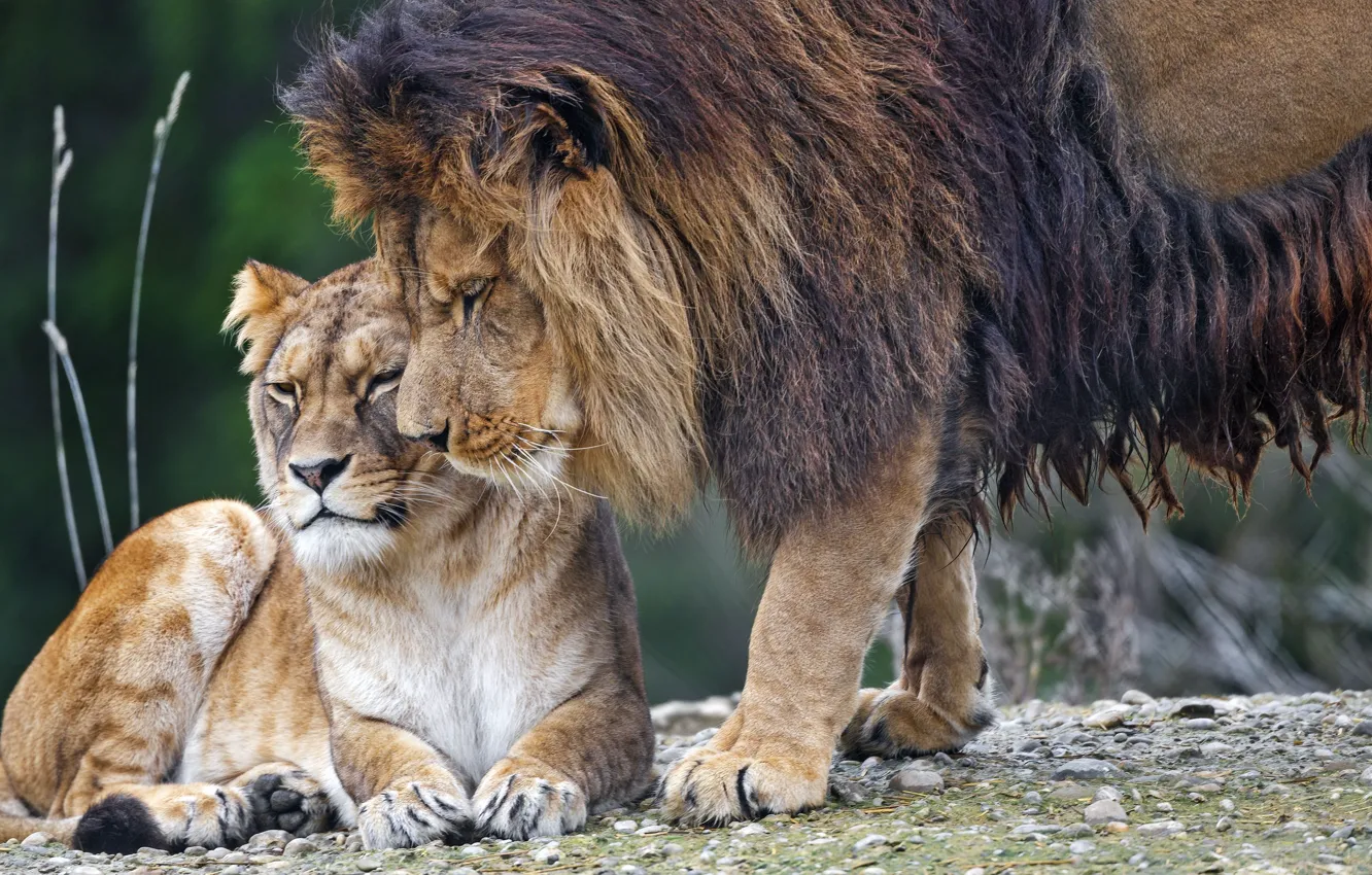 Photo wallpaper animals, lion, tenderness, lioness, wildlife, Predators