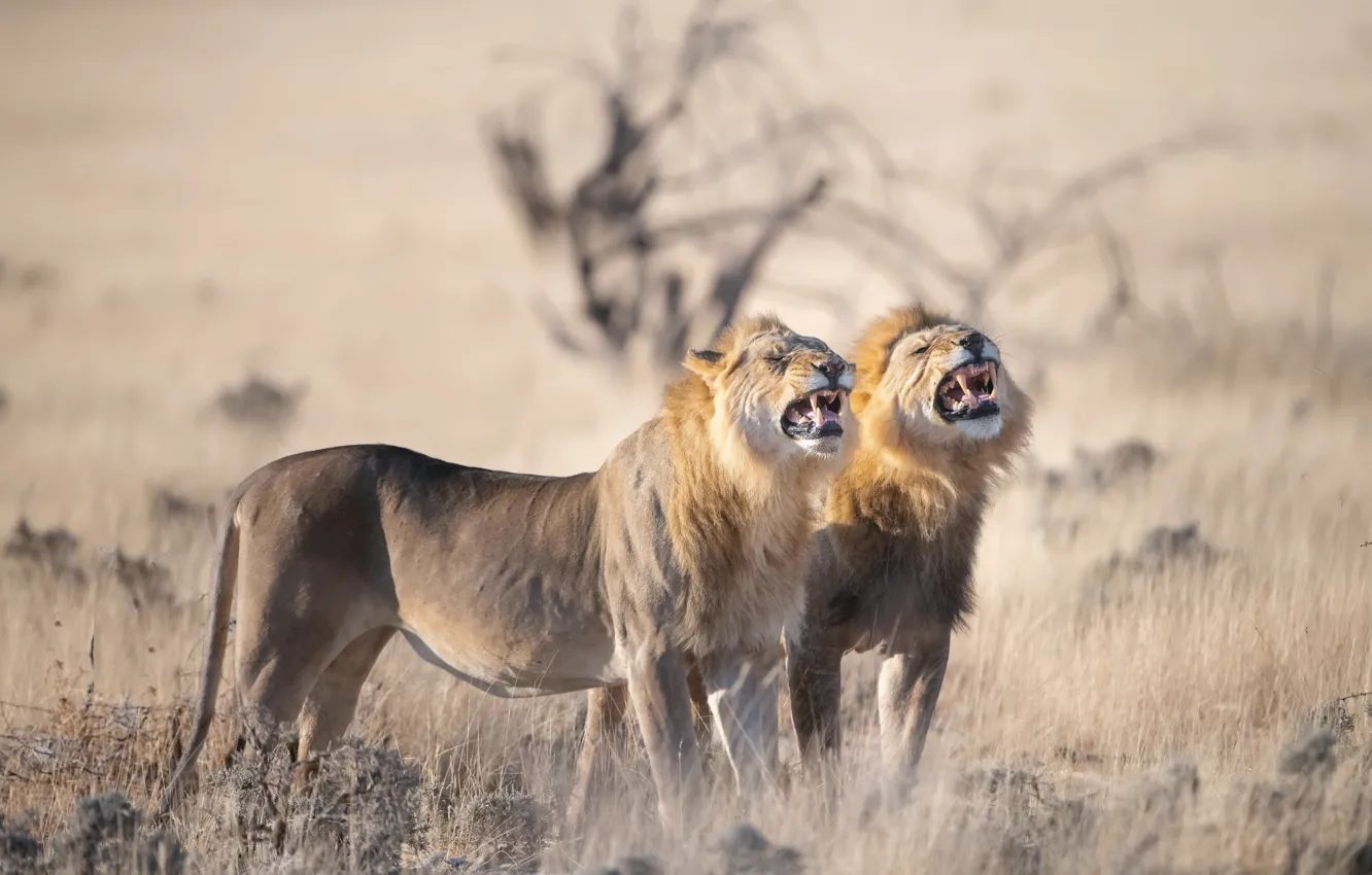 Photo wallpaper nature, Leo, Africa