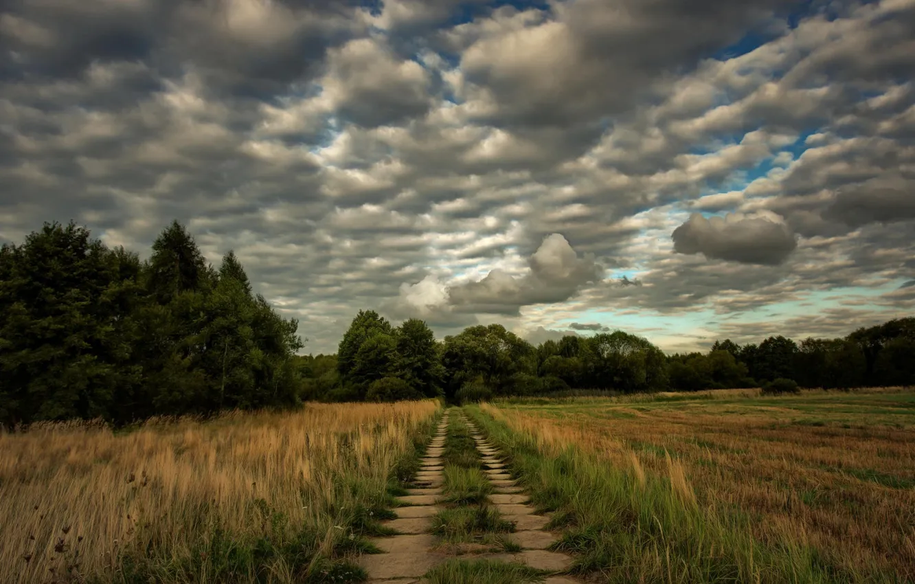Photo wallpaper road, field, forest, grass, clouds, overcast, dal, spikelets