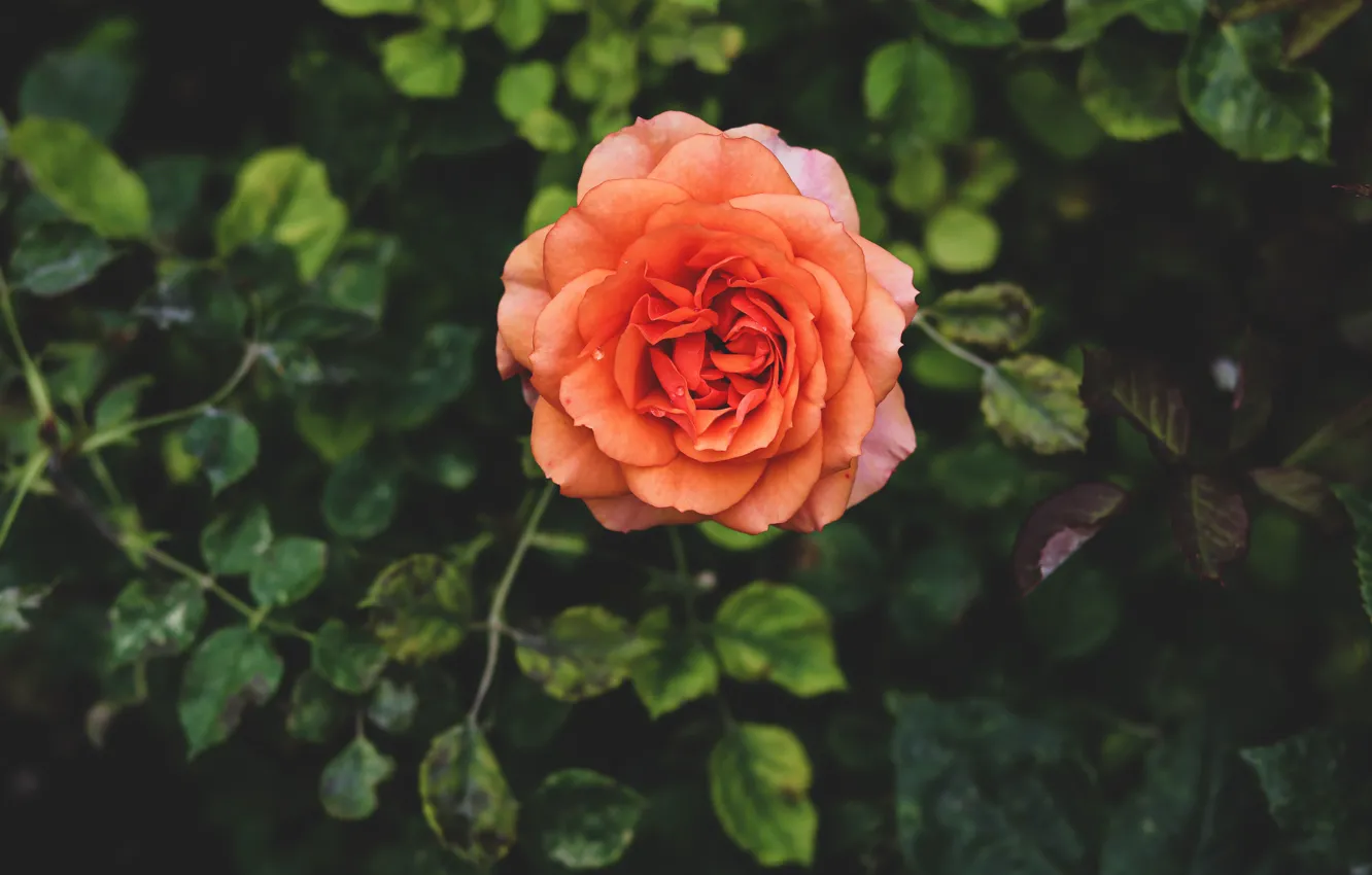 Photo wallpaper leaves, flowers, orange, roses, garden, salmon